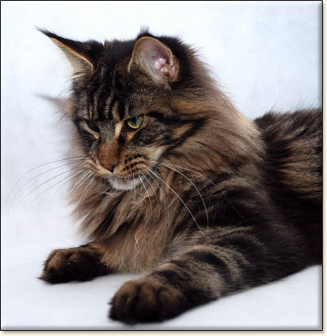 hodowla kot�w maine coon Villa Park*PL