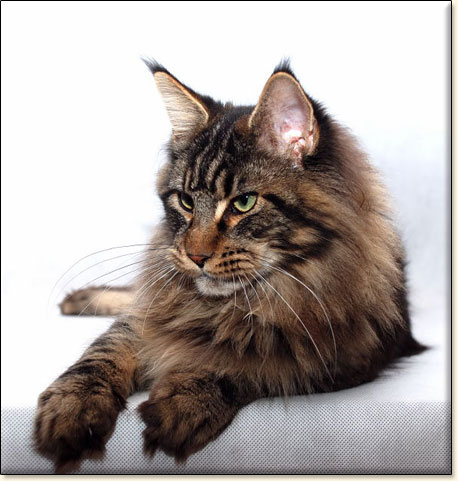 hodowla kot�w maine coon Villa Park*PL