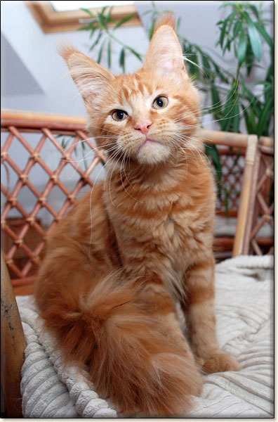 hodowla kotw rasy Maine Coon Villa Park*PL
